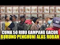 Download Lagu MEWAH ASLI HUTAN ! BURUNG ANTIK PENGHUNI ALAS ROBAN PALING DICARI TERNYATA CUMA SEGINI HARGANYA