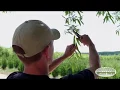 The Select Trees Process