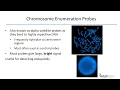 Fluorescence In Situ Hybridization FISH Methodology and Clinical Utility
