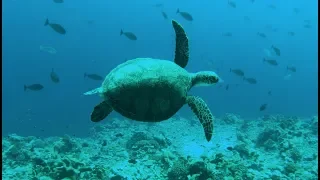 SAILING to Timor Leste Episode 89 Sailing Catalpa