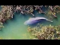 Download Lagu Zoektocht naar een karper van 23 kilo - COMPLETE FILM