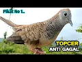 Download Lagu Burung Perkutut Lokal Suara Besar Paling Berhasil Untuk Pancingan Dan Pikat