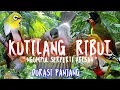 Download Lagu suara ribut BURUNG KUTILANG membuat semua burung PENASARAN