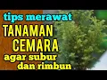 Download Lagu tips merawat tanaman cemara agar subur dan rimbun