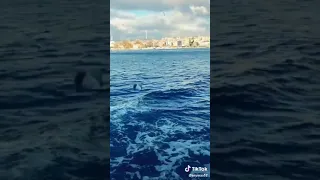 نغمة مسلسل الحب الاعمى حالات واتس اب 