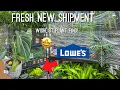 I Finally Found the NEW Monstera at Lowe s Big Box Plant Shopping Monstera deliciosa Golden Compact