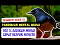 Pancingan Murai  bermental Paling Sadis , Jadikan Murai Mu Cepat respon mental sakti
