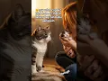 Lagu mama kucing marah anaknya digangguin #funny #cat #kitten