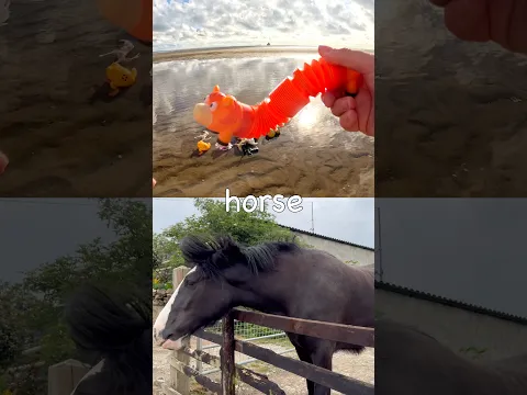 Learn at the Beach | Animal Names for Kids: Duck Antelope Hedgehog Cow Horse