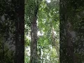 Lagu suara binatang langka yg hanya terdapat di hutan kalimantan #kalimantan #viralvideo