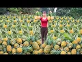 Download Lagu REWIND TIMELAPSE --640 Days Harvest Many Pineapple, Papaya, Jackfruit,.../Phương's Story