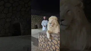 رد فعل الاسد لما سمع القران من القارئ اسلام صبحي سبحان الله  رد فعل الاسد لما سمع القران من القارئ اسلام صبحي سبحان الله