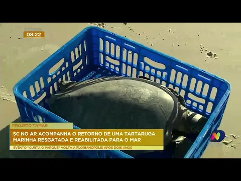 Florianópolis: Tartaruga marinha é resgatada na praia da Barra da Lagoa