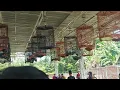 Download Lagu Murai Batu Yunior Kapten masih dominasi di Even KOPDAR KICAU MANIA Palembang dg mendapat Tropi BOB.
