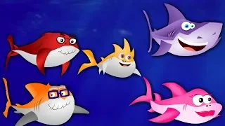 tubar o beb baby shark m sicas infantis