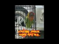 Download Lagu LOVEBIRD NGEKEK SAMBIL GIGIT RUJI(LB MAGNETO)