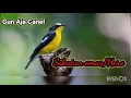 Download Lagu Suara burung sikatan emas/Hero Gacor dorrrr