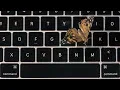 Apple s Faulty MacBook Butterfly Keyboard Explained With Real Butterflies WSJ