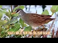 Download Lagu DIJAMIN DATANG...!!! SUARA BURUNG TIKUSAN COCOK UNTUK MIKAT atau PIKAT