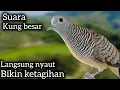 Download Lagu PERKUTUT LOKAL GACOR SUARA KUNG BESAR langsung NYAUT BIKIN KETAGIHAN. 