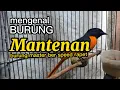 Mengenal burung Mantenan, burung master banyak dicari penghobby burung