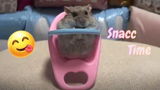 Hampter Snacc Time