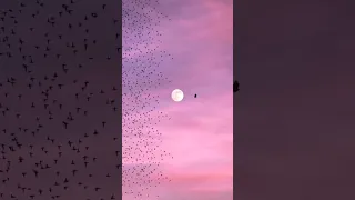 تأمل قدرة الرحمن ونظر سيهديك التأمل لصوابي Alquran Islam Allah Shortvideo Subscribe Shorts 