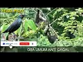 Download Lagu SUARA PIKAT burung CUCAK KELING terbaru TOKCER masbroo