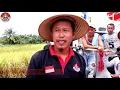 Download Lagu Keluarga Besar Peta Dharma (Paguyuban Extrans Dharmasraya) Melakukan Panen Padi MSP 13B