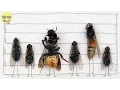Swedish Artist Magnus Muhr Uses Dead Flies to Make Art
