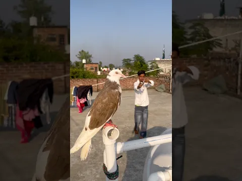 Bezubano 🕊️ko mat sataya 😰karo please #kabutarshort #pigeonvideo