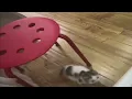 German Cat Meme Original