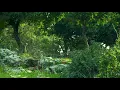 Designated Solitude Sight of Wonders - Circadian Alan Ellis - Butterfly Traces Sight of Wonders