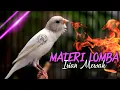 Download Lagu SUARA KENARI GACOR MATERI LOMBA ISIAN MEWAH - MASTERAN KENARI ISIAN CIBLEK, PRENJAK, GLATIK