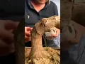 how to bend a bonsai tree