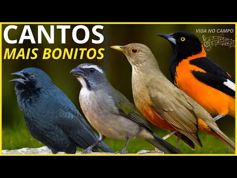 Download MP3 50 Cantos De Aves \