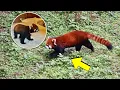 Wild Red Panda Attacks Tourist in Treehouse - Here s Why