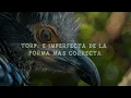 Ángela Torres - torpe (Lyrics/Letra)