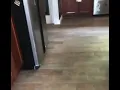 Cat says well hi in southern accent Meme