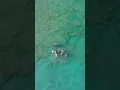 Download Lagu A 1,000 pound Hammerhead Shark Swims Toward Crowd in Florida Shallows #shorts