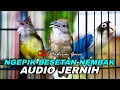 Download Lagu MASTERAN GACOR CUCAK JENGGOT-KAPAS TEMBAK-LOVEBIRD COCOK BUAT ISIAN NGEPIK,BESETAN,TEMBAKAN PANJANG