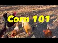 Rules For Feeding Chickens Cracked Corn