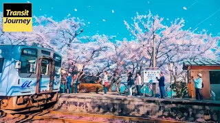 Download Stunning Cherry Blossoms at Seaside Train Station in Japan MP3