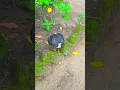 Download Lagu White breasted waterhen | white breasted waterhen bird sound 🐔😀 #shorts #waterhen #youtubeshorts