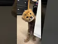 Download Lagu Cheetawelpen zijn veel schattiger dan je denkt!