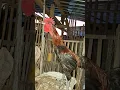 Morning alarm, ayam berkokok pagi hari #ayam #rooster #cock