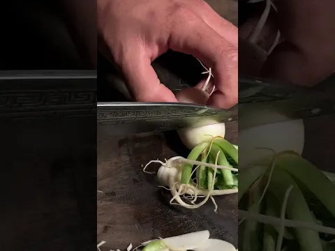 Slicing up all the daikons #fyp #satisfying #kitchenknife #japaneseknife #ruiknife #cutting #sharp