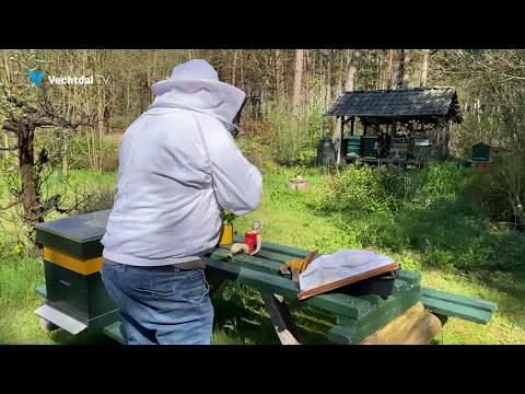 Het gaat slecht met de bijen: ''Zonder bestuiving van bijen bijna geen fruit''
