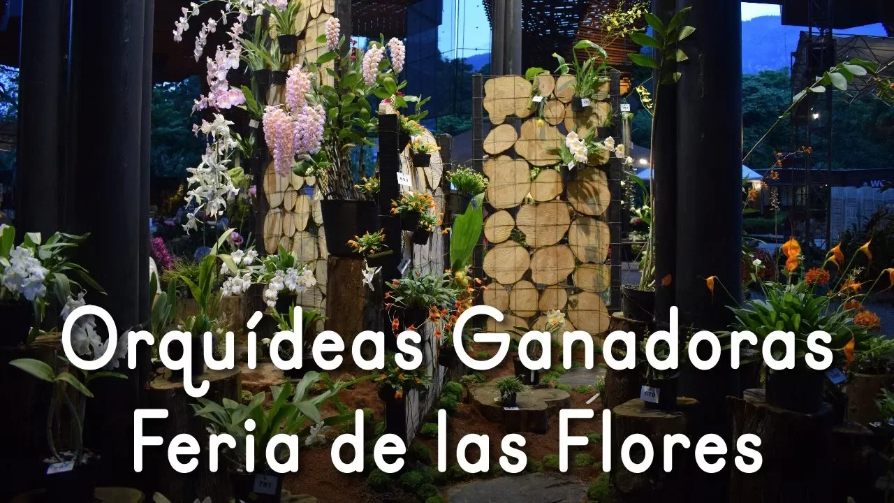 ORQUÍDEAS GANADORAS EN FERIA DE LAS FLORES 2017
