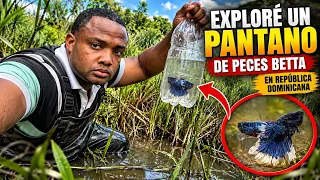 Exploré un pantano lleno de peces Betta en República Dominicana